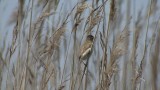 Video of Paddyfield Warbler - Singing Paddyfield Warbler near to the lake